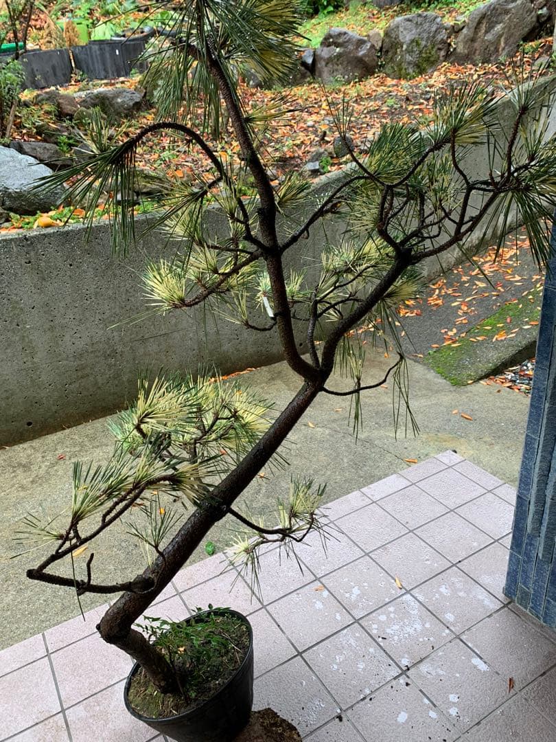 （取り引き限定）希少 蛇の目 五葉松 斑入り 花火 花吹雪