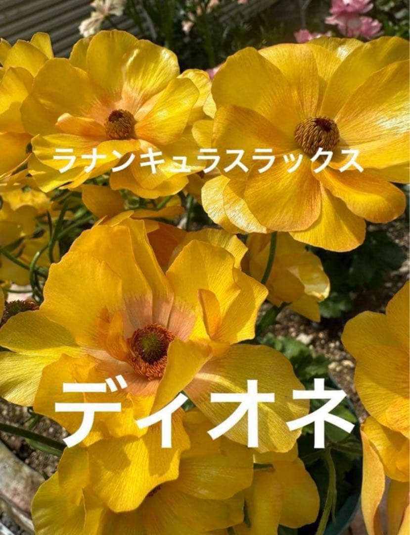ラナンキュラスラックス ディオネ 希少苗 3芽
