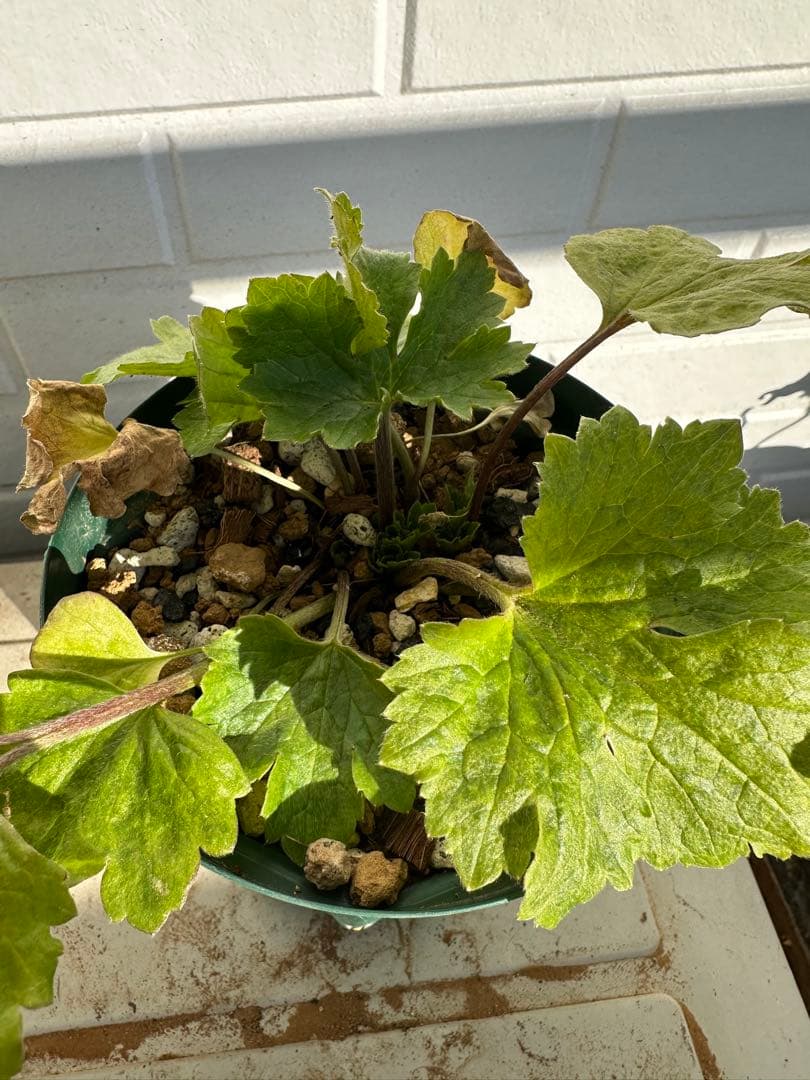 ラナンキュラスラックス ディオネ 希少苗 3芽