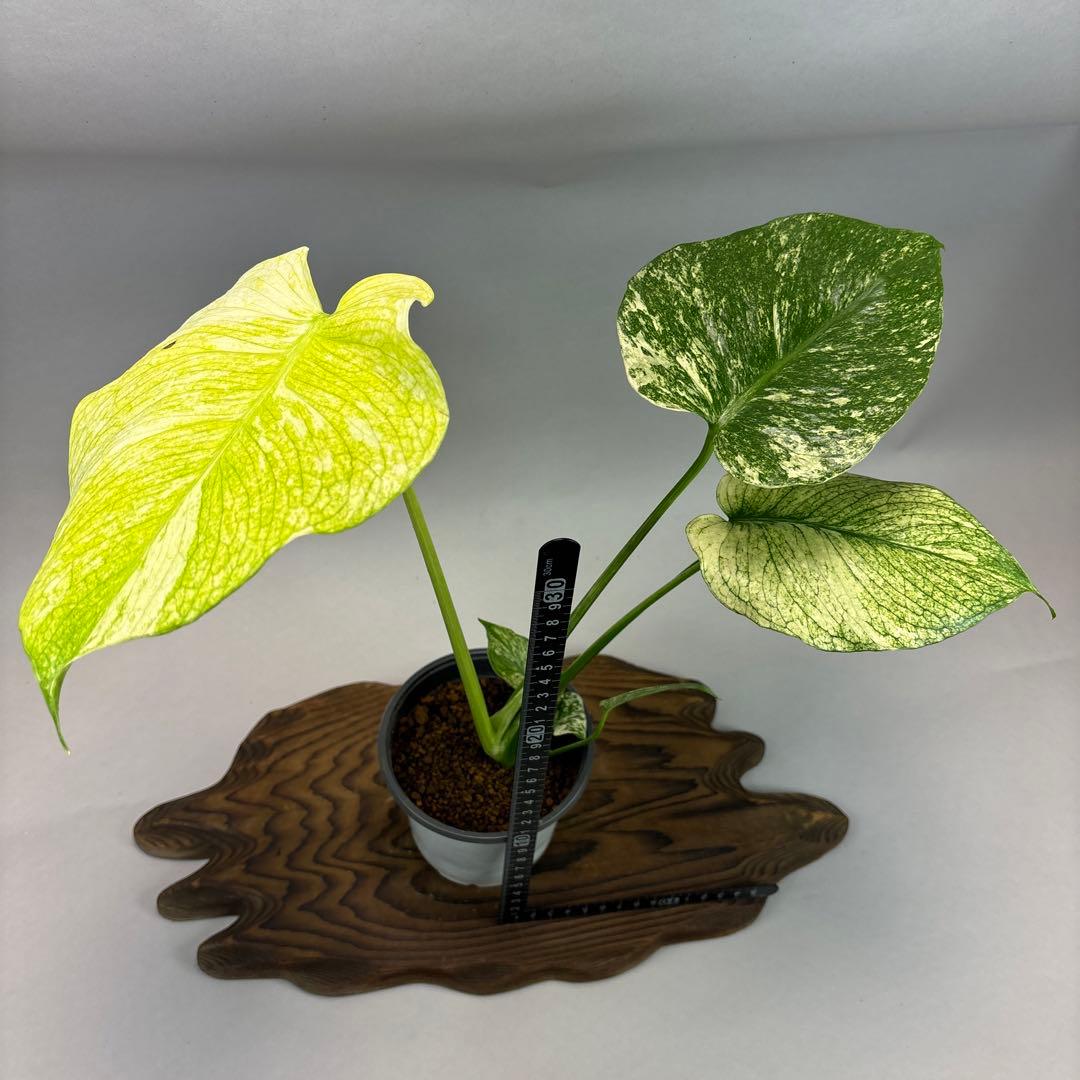 i*.様 ホワイトモンスター 天津蘭 モンステラ斑入り　lsw002