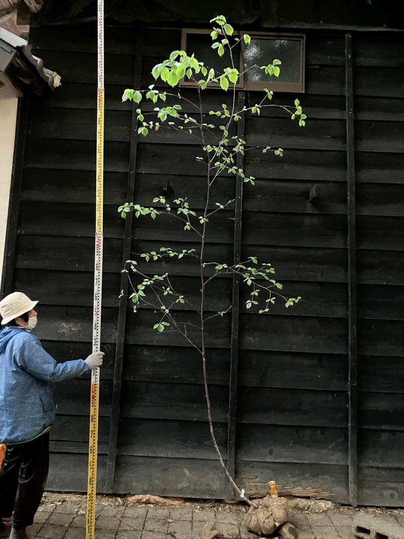 60 山採り　アズキナシ
