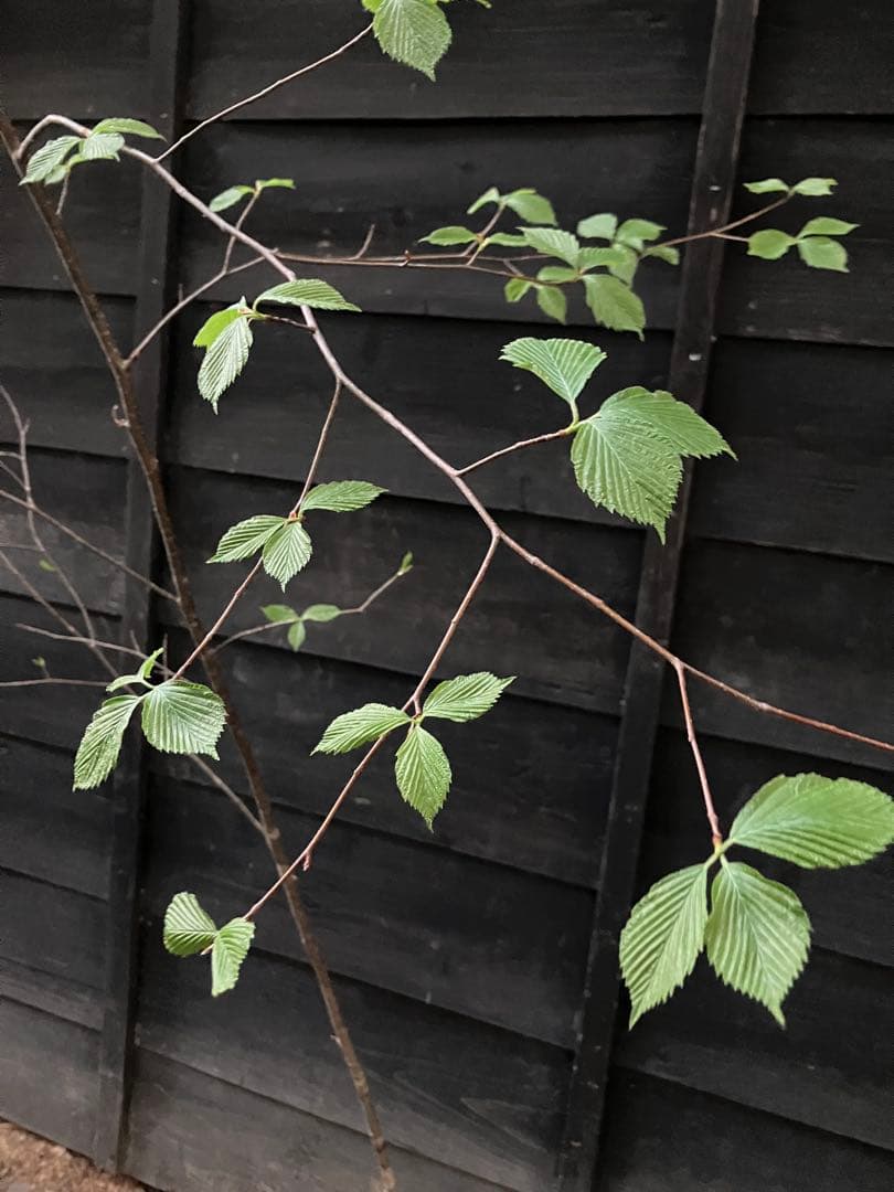 60 山採り　アズキナシ