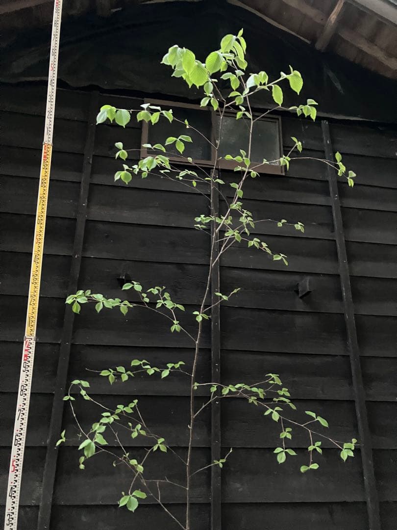 60 山採り　アズキナシ