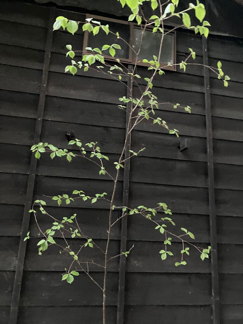 60 山採り　アズキナシ