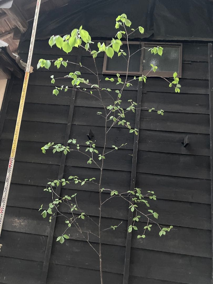 60 山採り　アズキナシ