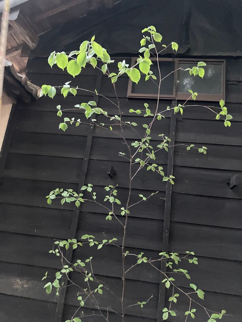 60 山採り　アズキナシ