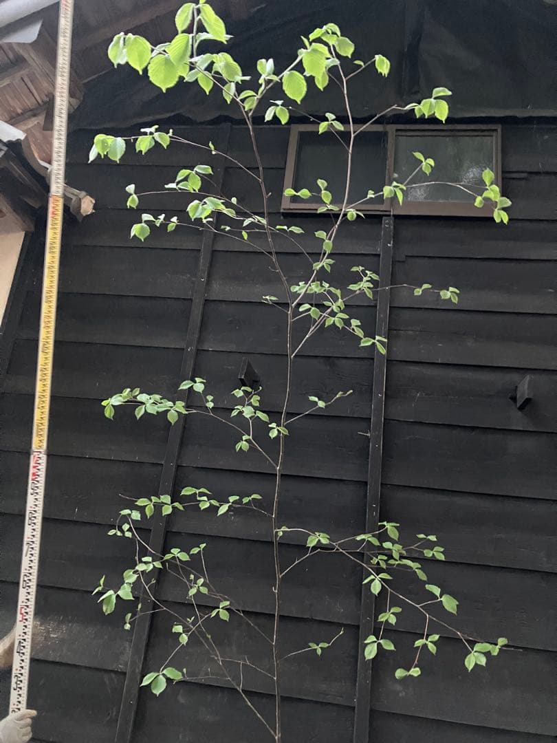 60 山採り　アズキナシ