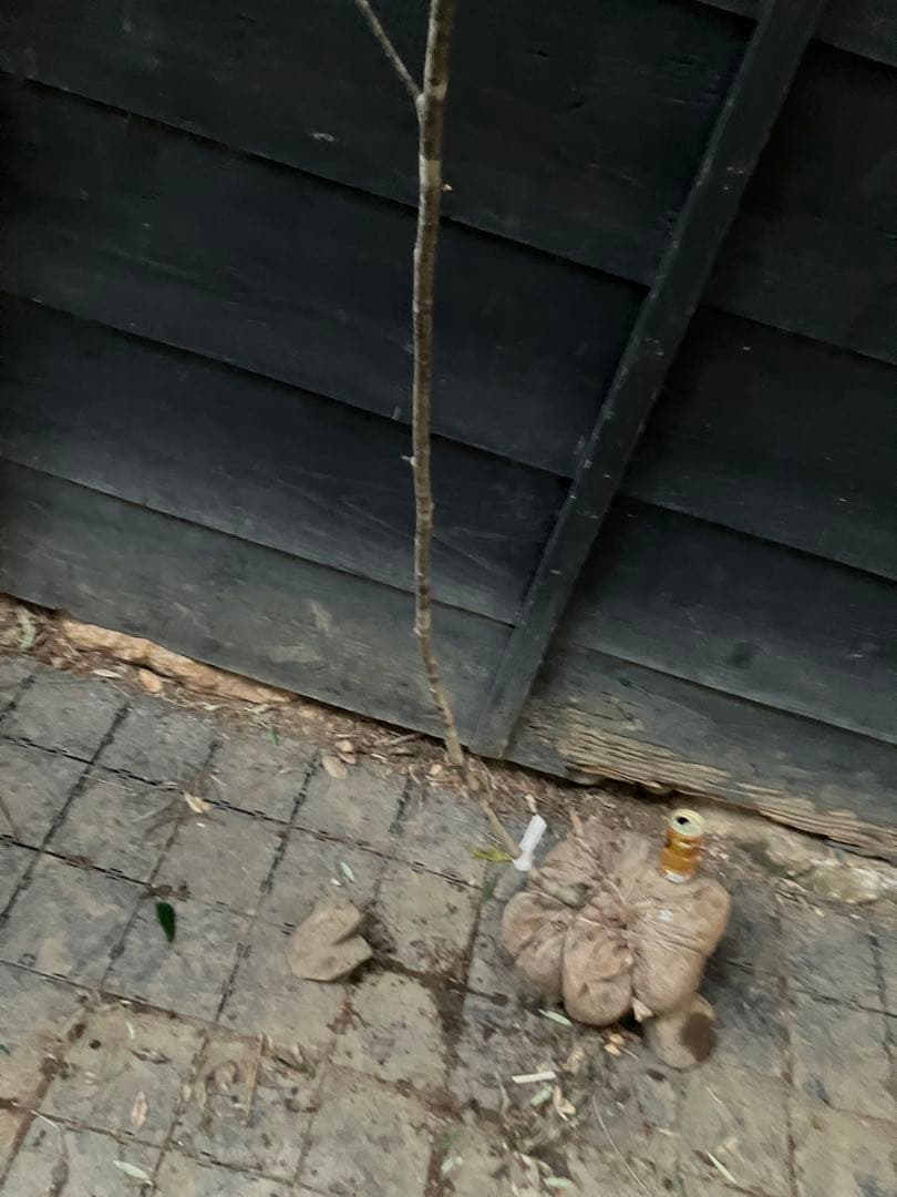 60 山採り　アズキナシ