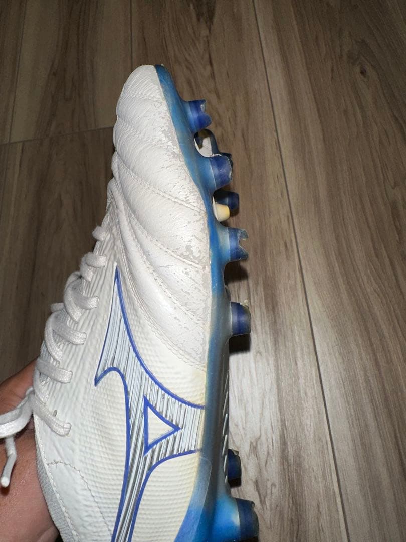 モレリアネオベータ　白×青