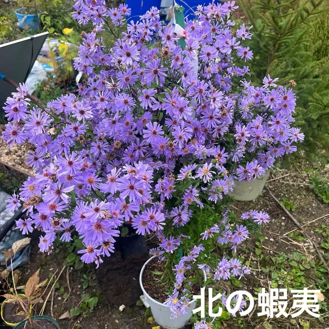 秋に咲く宿根ラベンダー色アスター30株以上鉢植え