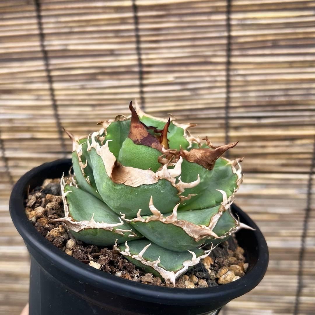 オテロイ　イタリア株　コンパクト