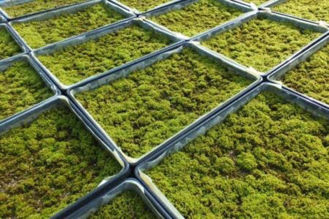 【特大セール】スナゴケ　100トレー　最安値　大容量　すな苔