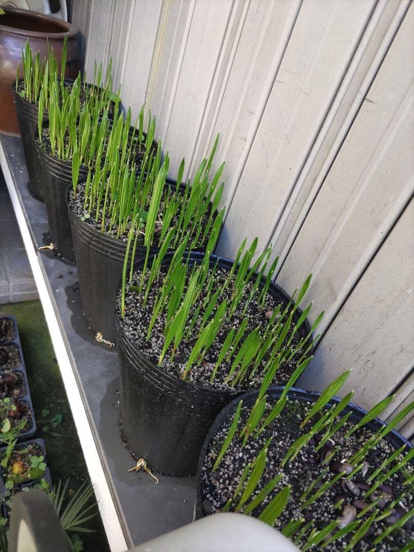 カナリーヤシの種子　1000個 観葉植物