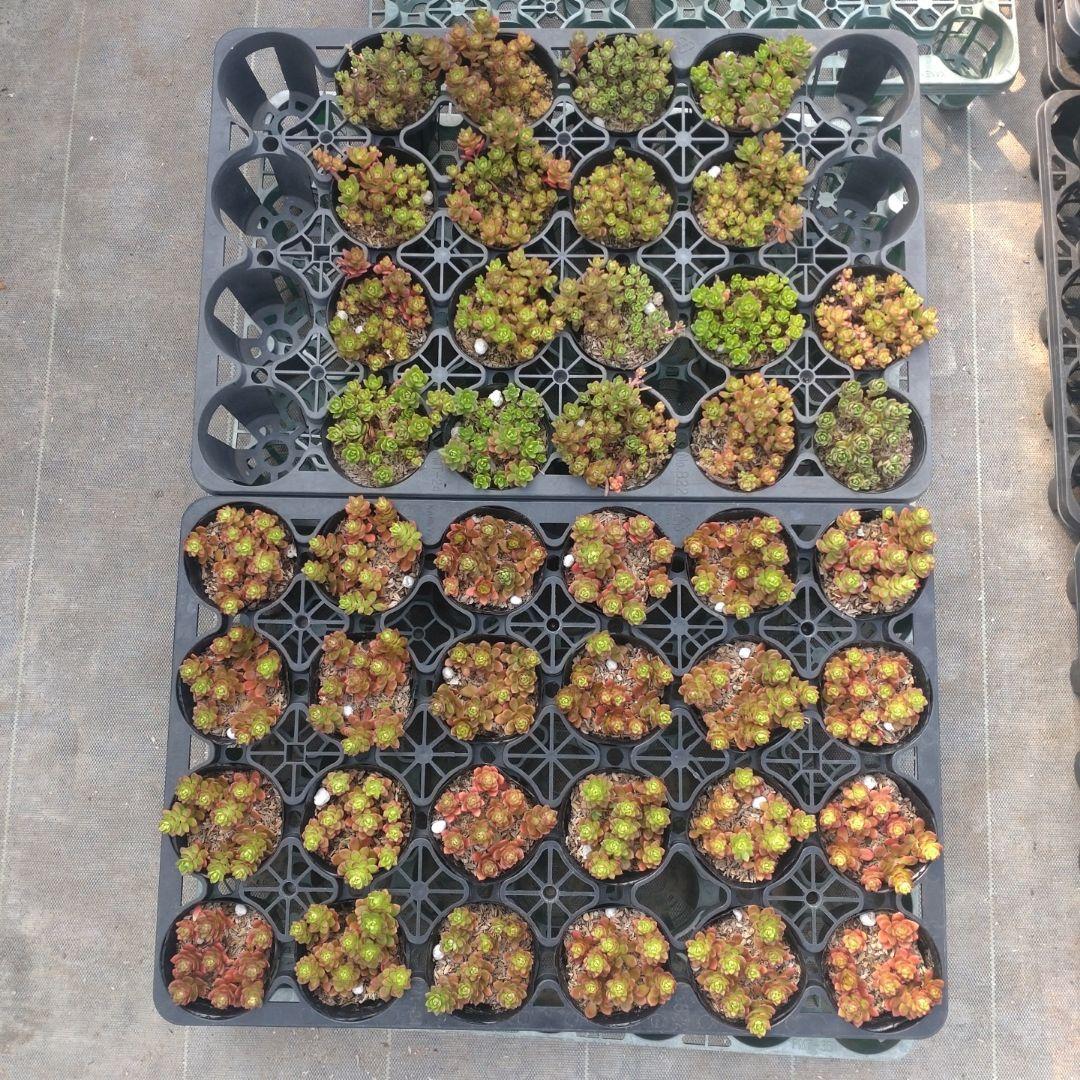 日曜発送 ♪キキ♪さん専用