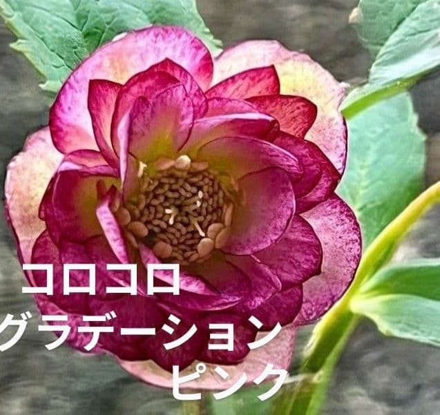 ★クリスマスローズ:【コロコロ•グラデーションピンク】蕾付き