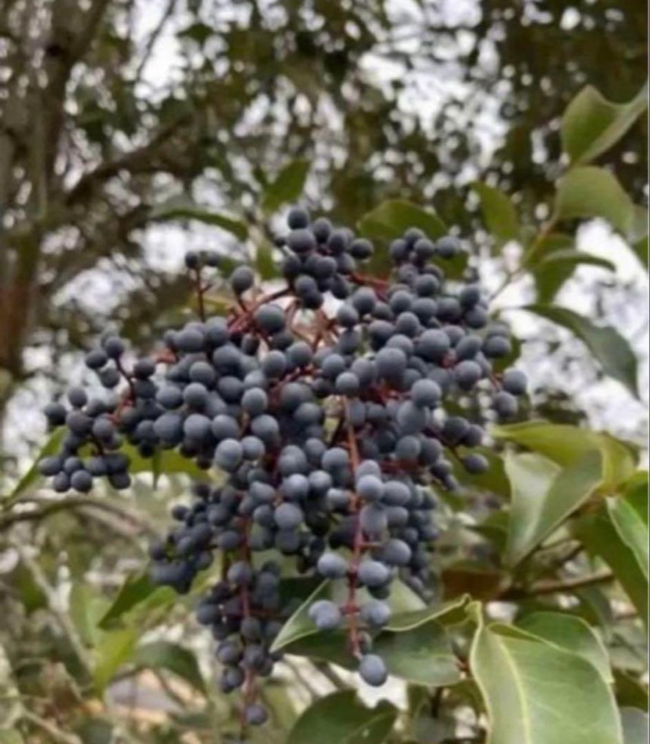 トウネズミモチの実　 トウネズミモチの果実