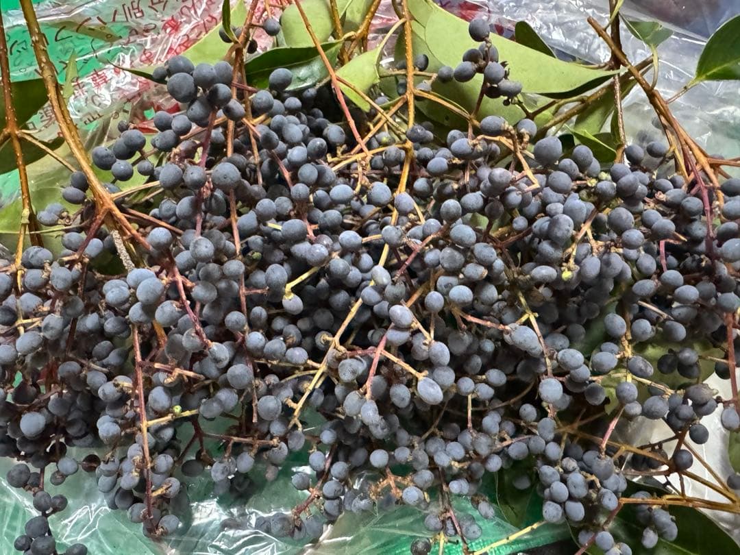 トウネズミモチの実　 トウネズミモチの果実