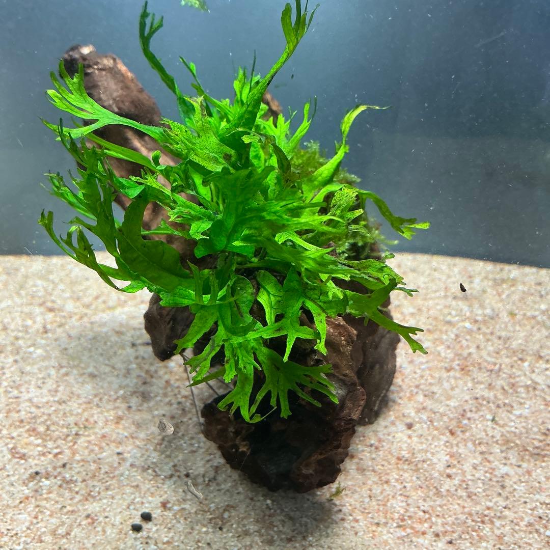 【速達】良型！ジャワモス活着キリンミニ20cmと南米モスミクロ17cm