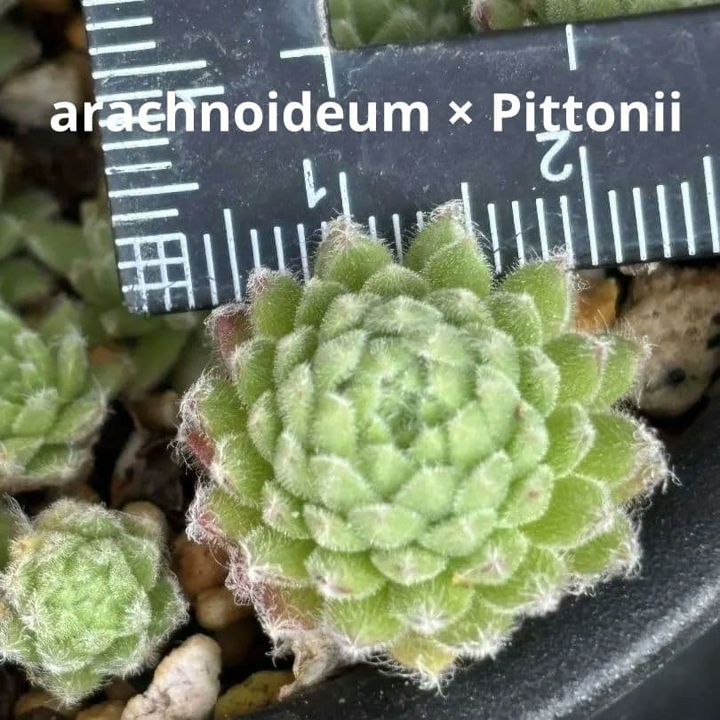 Arachnoideum × Pittonii　センペルビウム　多肉
