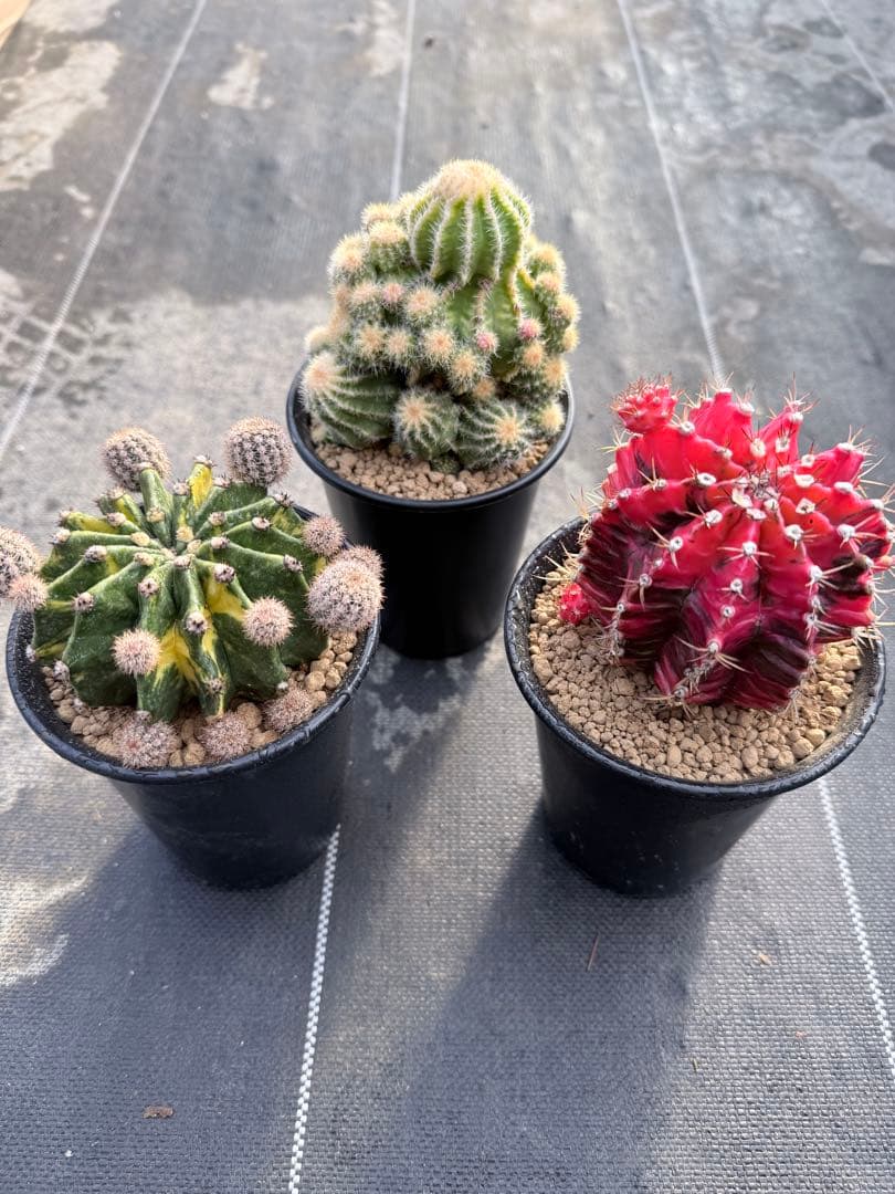 緋牡丹錦　世界の図　ロイホワイト　サボテン