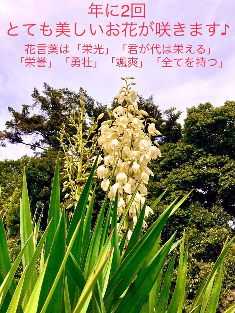 完売　発根済みの中株＊ほど良いサイズ【ユッカ フィラメントーサ＊糸蘭＊イトラン】