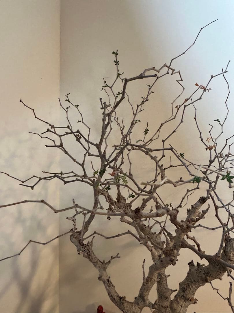 IROTSUKU　コミフォラ モンストローサ 発根済 特大 幹極太