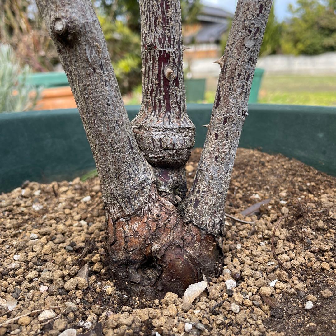 【1.29癌腫無し　即購入可能】【ノヴァーリス】　バラ　苗