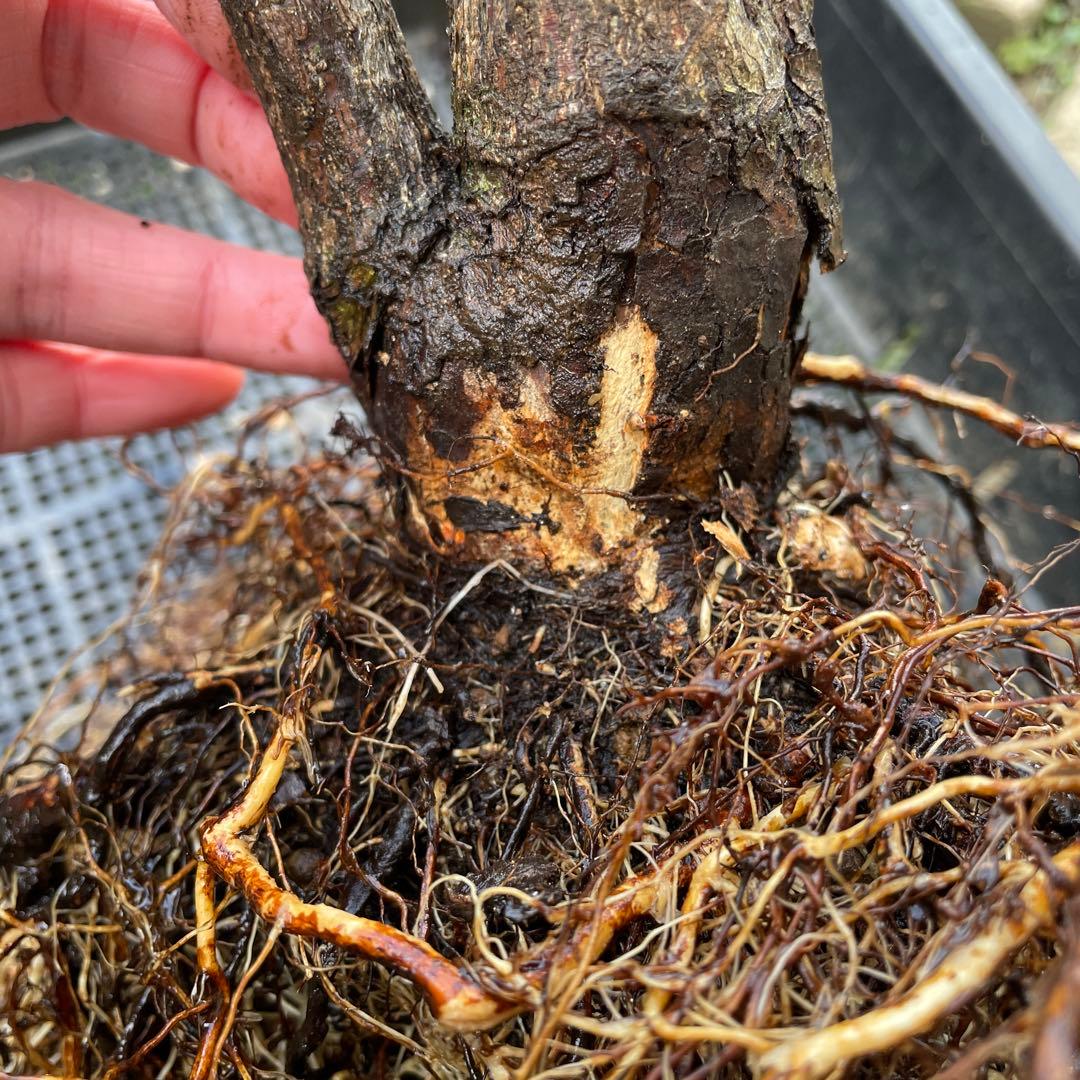 【1.29癌腫無し　即購入可能】【ノヴァーリス】　バラ　苗