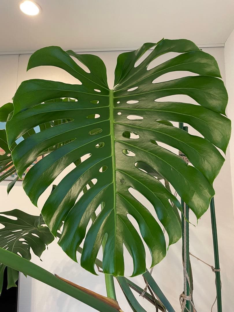 モンステラ　特大　巨大　2m 希少　観葉植物