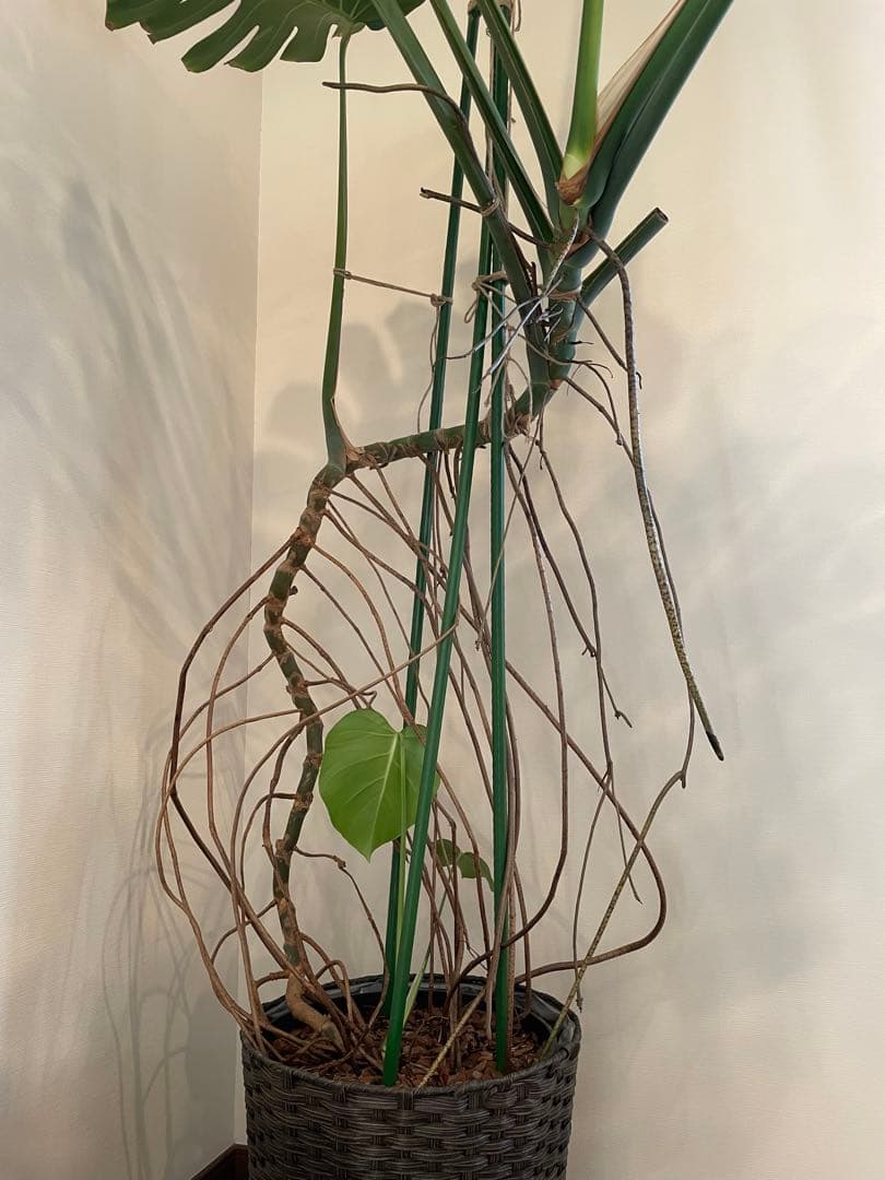 モンステラ　特大　巨大　2m 希少　観葉植物