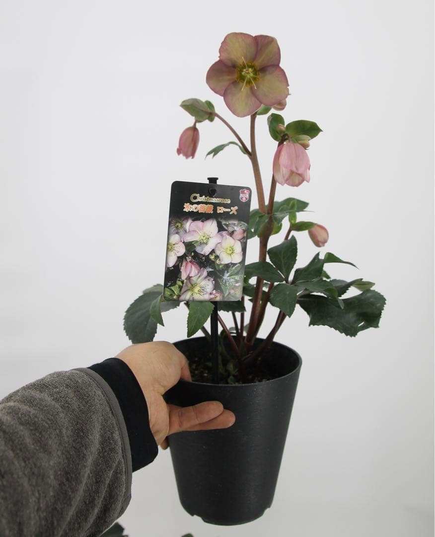 クリスマスローズ　氷の薔薇　6鉢セット