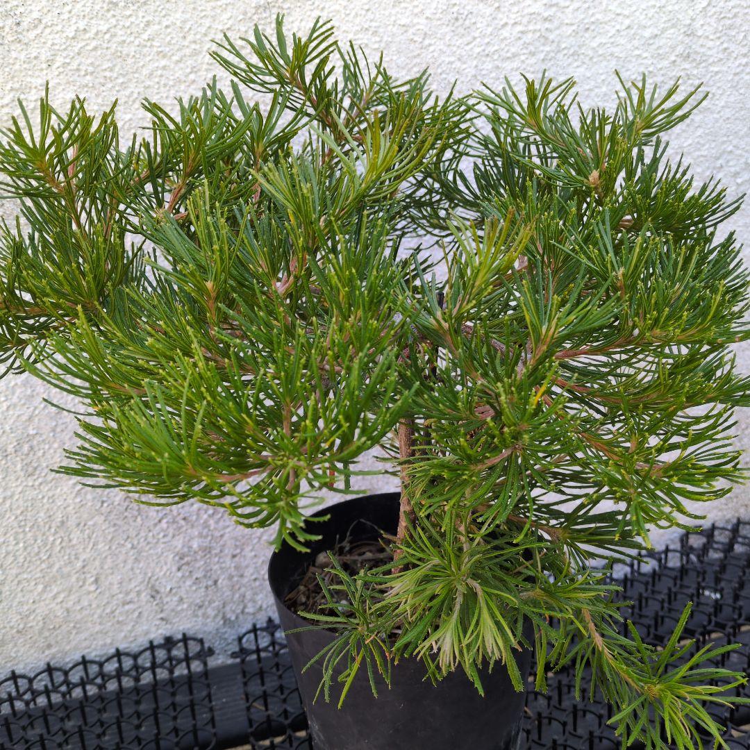 ①バースデーキャンドル　バンクシア