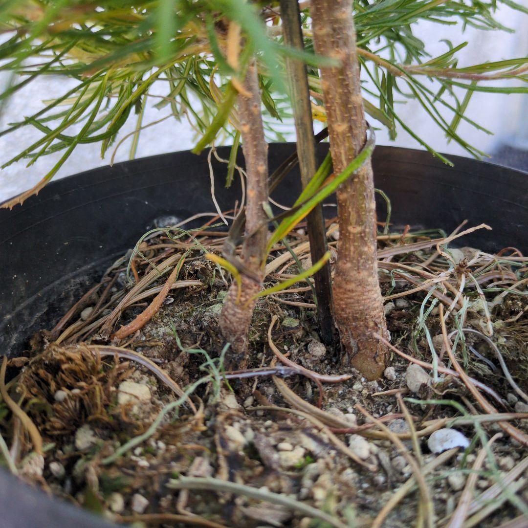 ①バースデーキャンドル　バンクシア