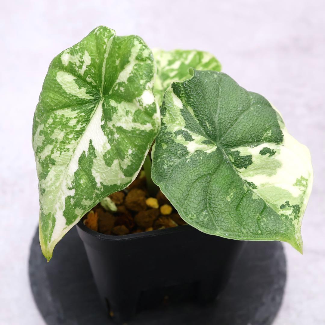 アロカシア メロ アルボ 斑入り