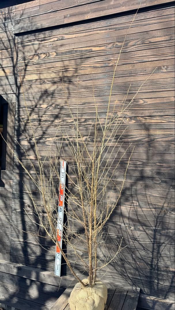 エゴノキ/株立ち【現品発送】管理80025