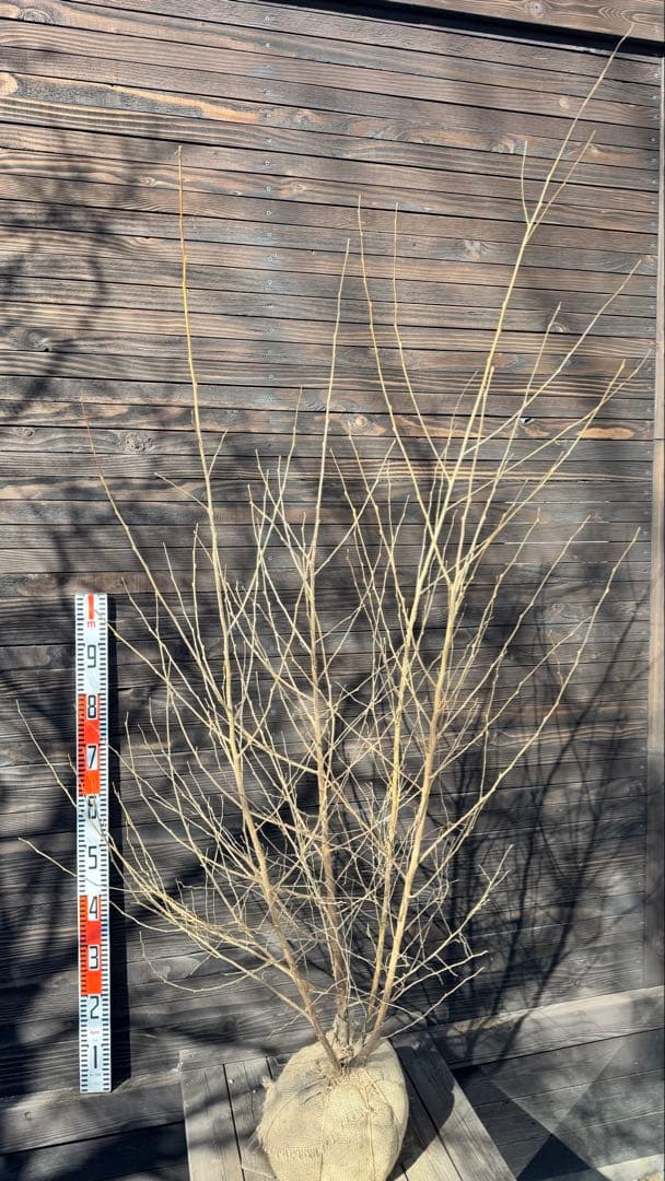 エゴノキ/株立ち【現品発送】管理80025