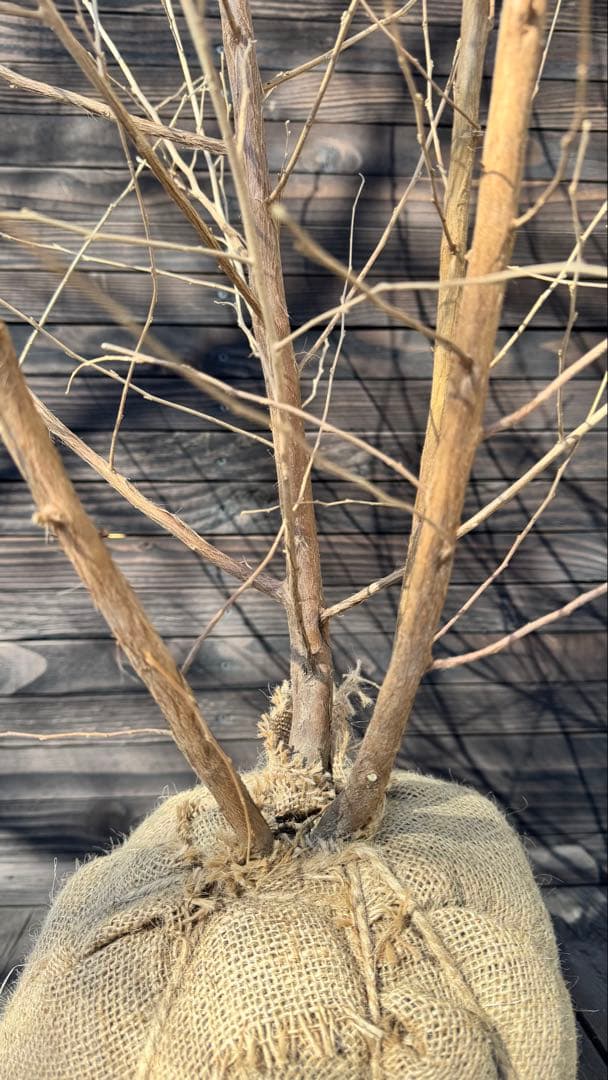 エゴノキ/株立ち【現品発送】管理80025