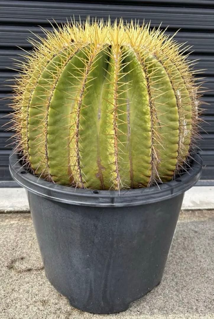 金鯱　サボテン　大株