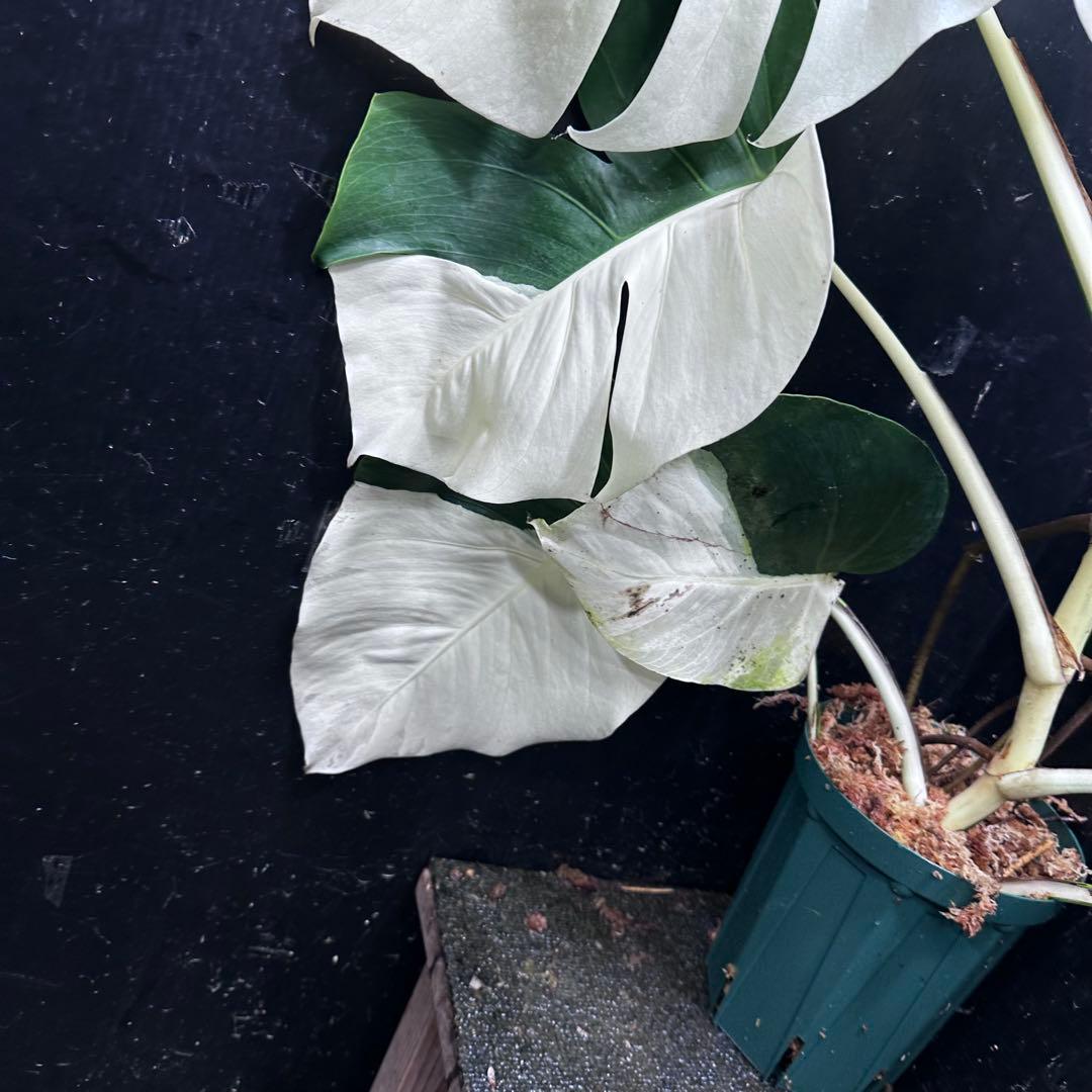 万*e様 モンステラ斑入りハーフムーンホワイトタイガー極美斑入り73cmレア