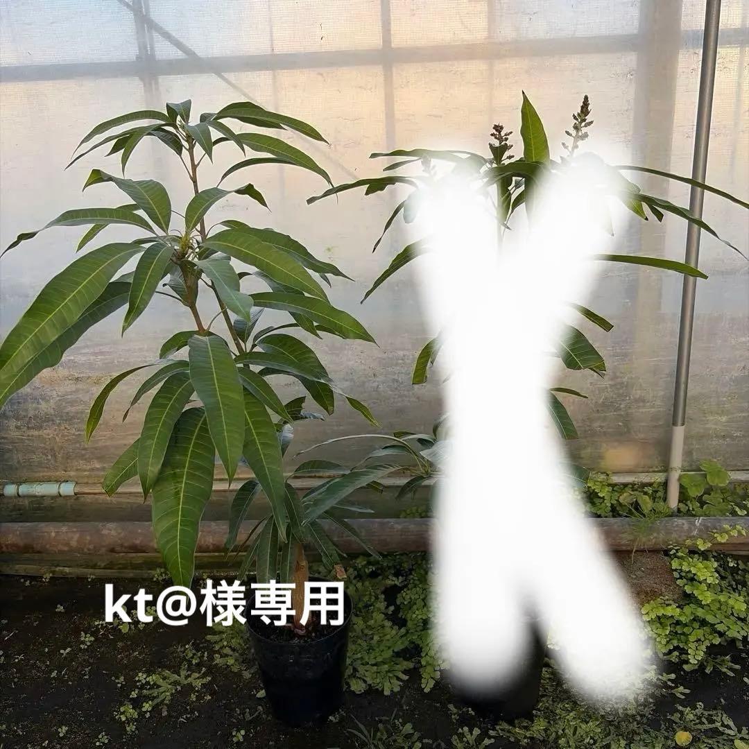 アップルマンゴー　6号大苗　花芽付き