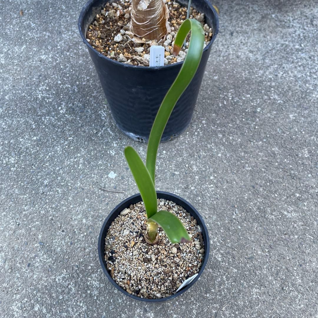 ウォースレア　プロセラ(ブルーアマリリス) 超激レア種　多肉植物
