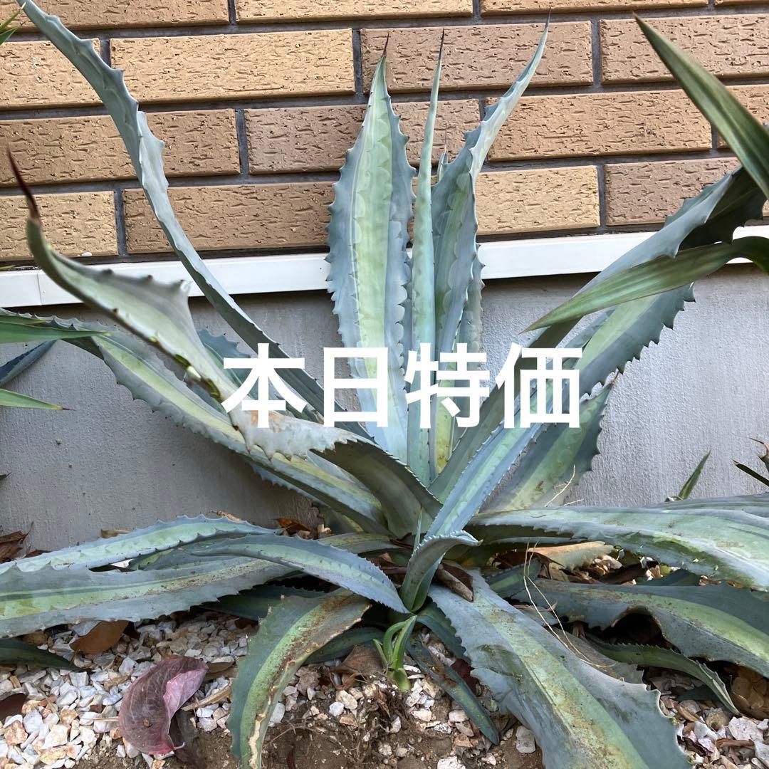 専用　アガベ アメリカーナエクスパンサパリーダ　キシロナカンサ　セット
