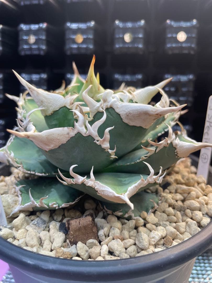 アガベ　チタノタ　ホオジロザメ　大白鯊　CJスペシャル ⑥