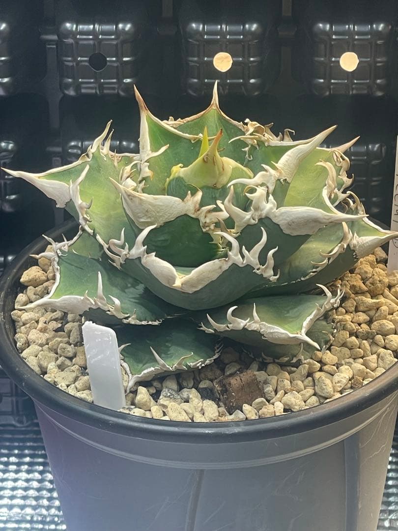 アガベ　チタノタ　ホオジロザメ　大白鯊　CJスペシャル ⑥