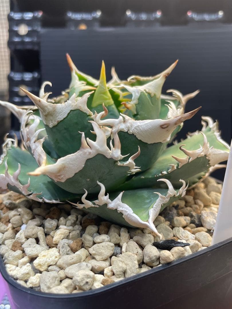 アガベ　チタノタ　ホオジロザメ　大白鯊　CJスペシャル ⑥