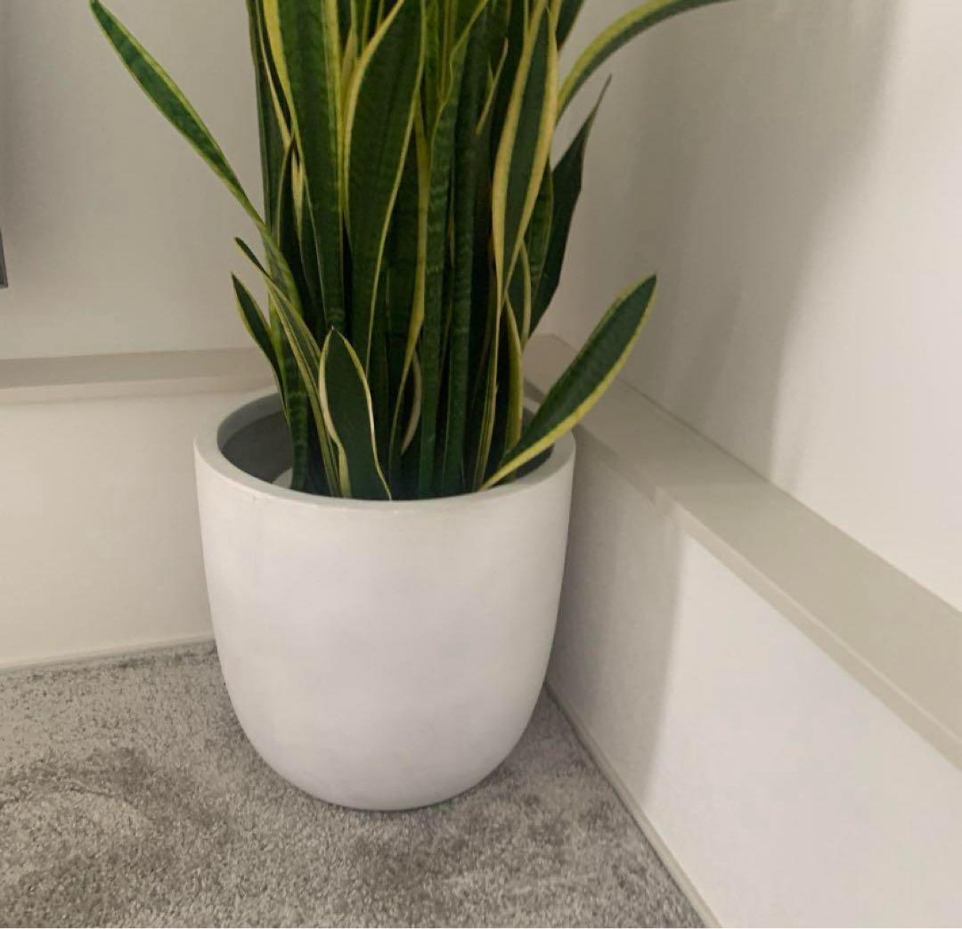 サンスベリア　特大サイズ　美形　観葉植物　ACTUS アクタス