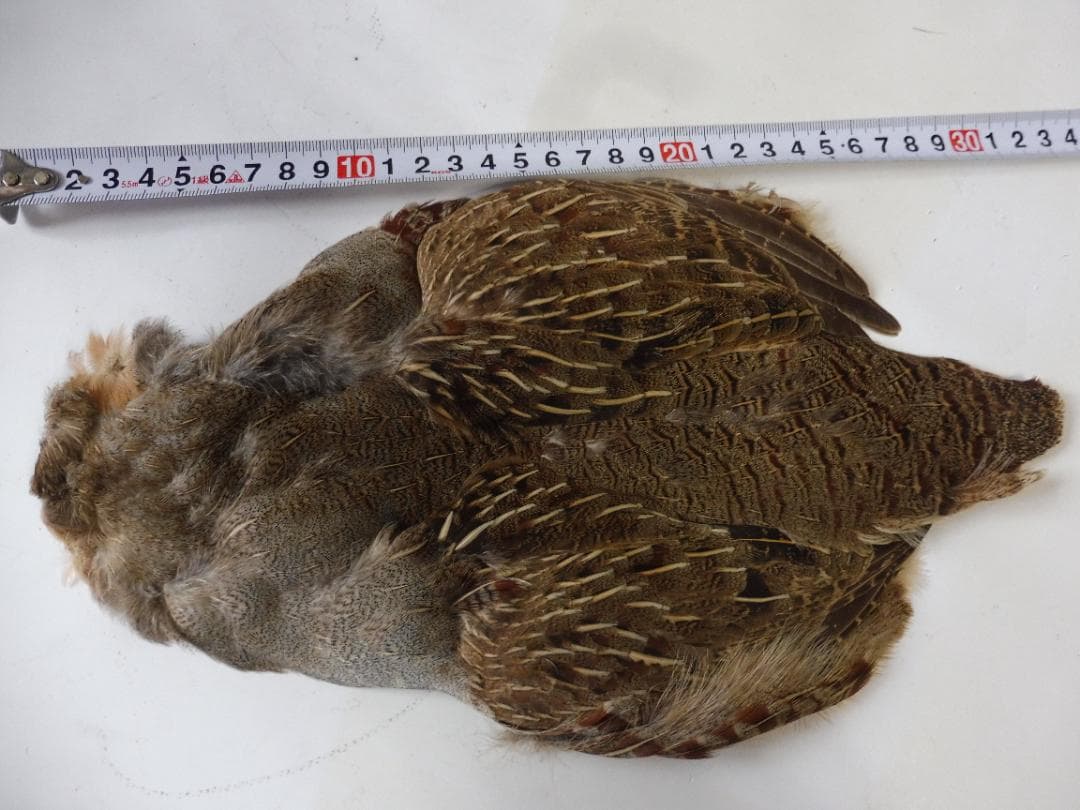 パートリッヂのケープ