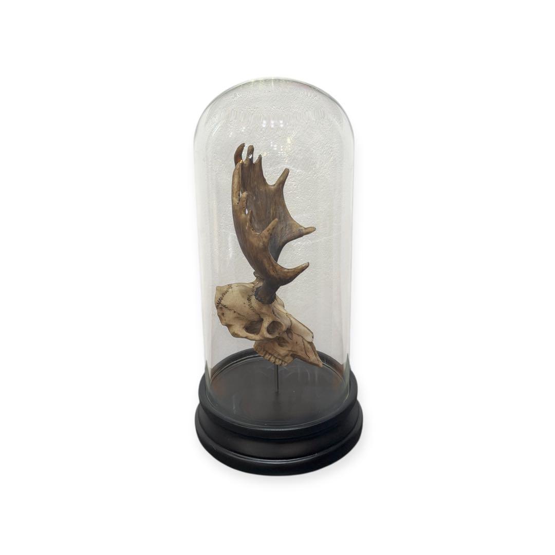 オブジェ-A Deer Skull Object -OJET シカ 送料込み
