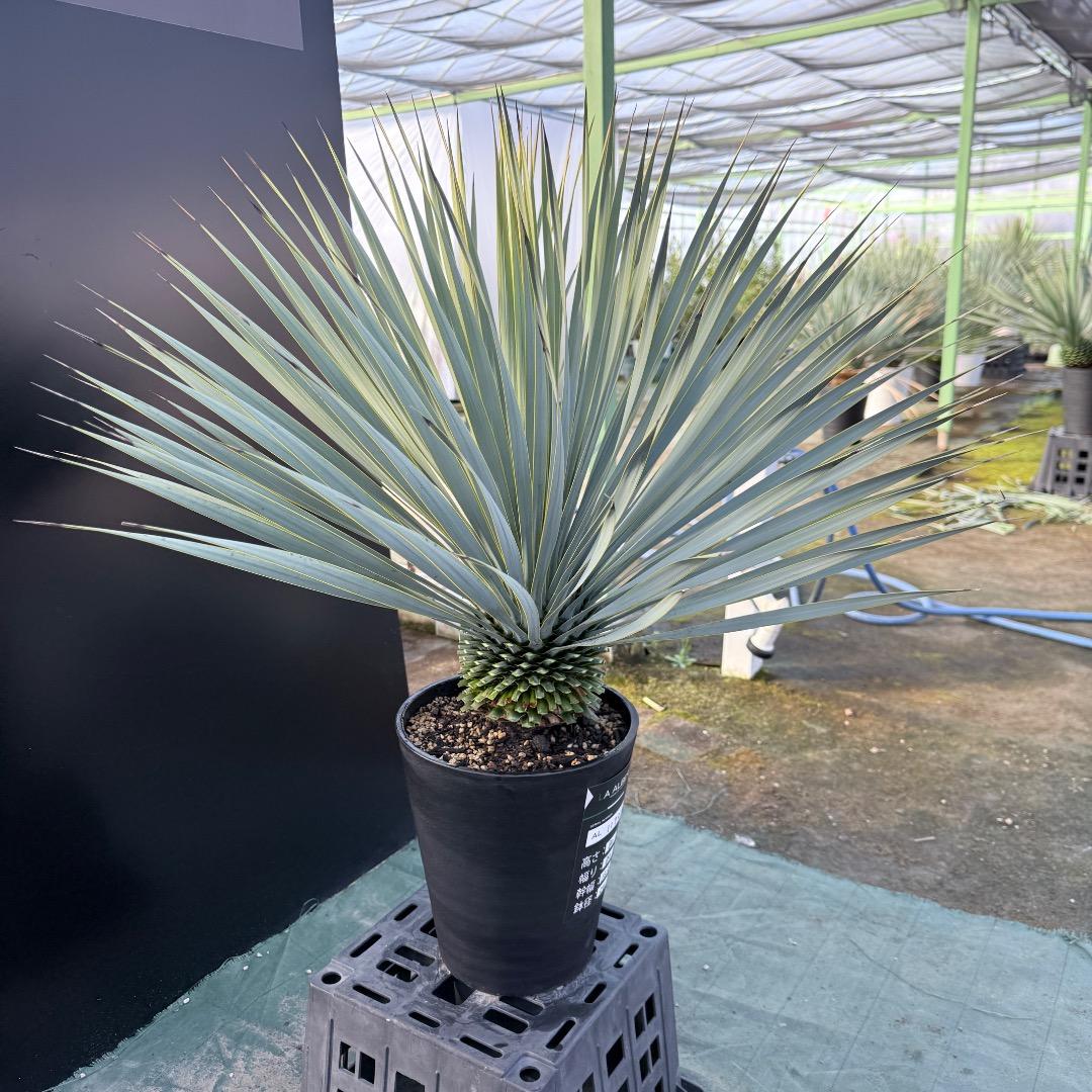 【AL1172】ユッカ　ロストラータ