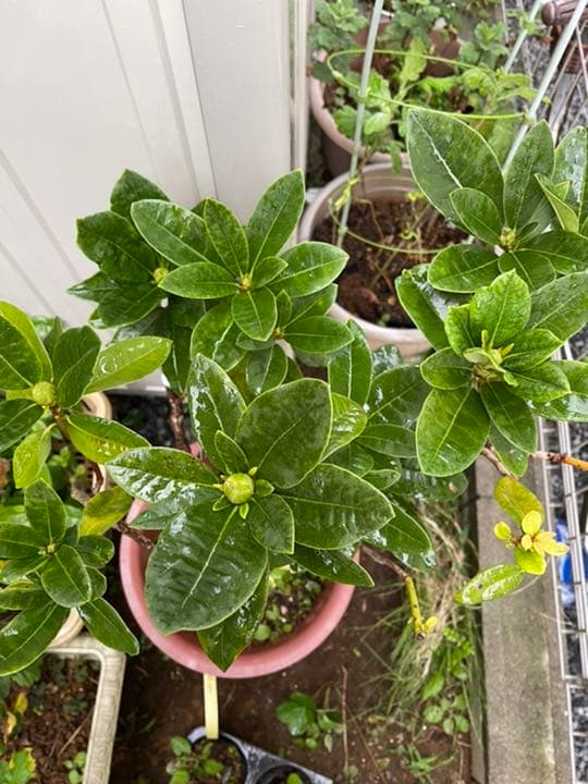西洋シャクナゲ　石楠花 9号鉢　蕾付き　5年生